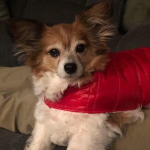 Meet your Posher, Dwinn